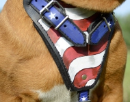 Dog Harness for Rhodesian Ridgeback in USA Design, the Hit!