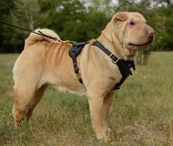Hundegeschirr Leder für Spar Pei, prächtiges Design