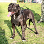 Hundegeschirr Leder gepolstert für Cane Corso Schutz und Angrif Hundegeschirr Leder gepolstert für Cane Corso Schutz und Angrif