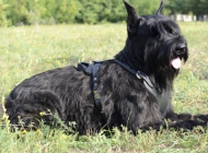 Hundegeschirr Leder für Riesenschnauzer, verstellbar