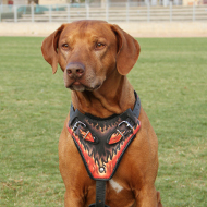 Strong Protection Harness with Flame Design for Ridgeback!