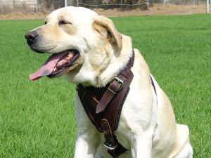Dog leather harness H1