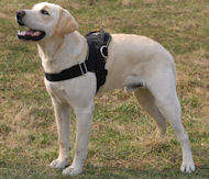 Labrador nylon harness