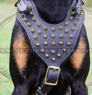 Hundegeschirr für Dobie | Dobermann Geschirr mit Zier-Spikes