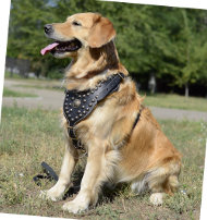 Leder Hundegeschirr mit handvernieteter Fläche, exklusiv