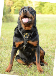 Dog Leather Harness for Rottweiler | Padded Agitation Harness