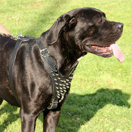 Hundegeschirr Leder für Cane Corso mit Nieten 2013 Hundegeschirr Leder für Cane Corso mit Nieten 2013
