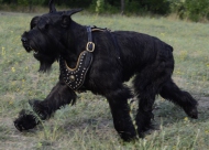 Leder Hundegeschirr für Riesenschnauzer, gepolstert