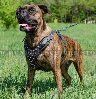 Hundegeschirr mit Dornen für Boxer. Kuhleder Hundegeschirr mit Dornen für Boxer. Kuhleder