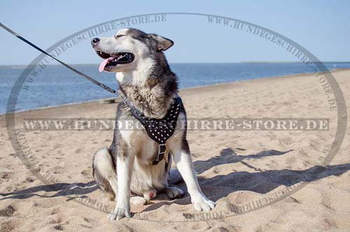 Brustgeschirr fuer Malamute mit Spikes