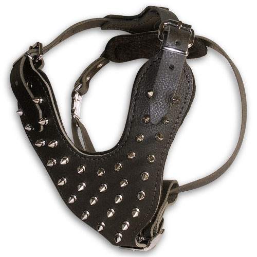 Spiked leather harness for Bull Terrier