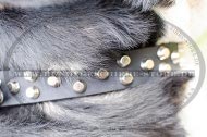 Hundehalsband aus Fettleder für Grossen Schweizen Sennenhund! Hundehalsband aus Fettleder für Grossen Schweizen Sennenhund!