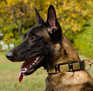 Hundehalsband Leder für Mali | Malinois Halsband Nieten Hundehalsband Leder für Mali | Malinois Halsband Nieten