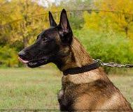 Hundehalsband für Schäferhund von höchster Qualität Hundehalsband für Schäferhund von höchster Qualität