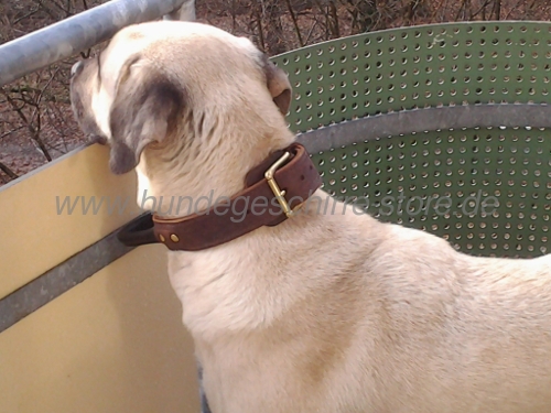 leather dog collar with handy handle