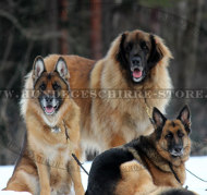 Hundeleine Leder für Deutschen Schäferhund, 13 mm Hundeleine Leder für Deutschen Schäferhund, 13 mm