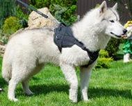 /images/Husky-Hunde-Geschirr-Nylon-mit-Brustplatte.jpg