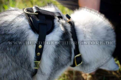 Husky Dog Harness Padded for Mantrailing 