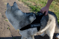 /images/Husky-Hundegeschirr-Nylon-Logos.jpg