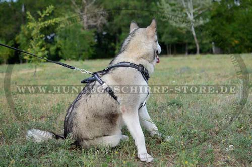 Husky K9 Harness Design