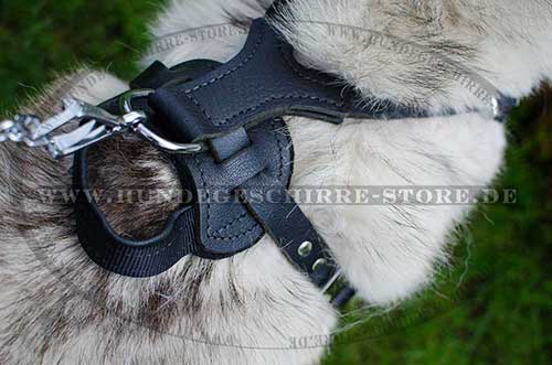 Husky Harness for Mantrailing 