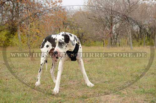 Leather Padded Harness for Great Dane 