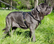 Geschirr K9 für Mastino Napoletano | Wachhund Ledergeschirr