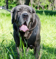 Hundegeschirr K9 für Mastino Napoletano | Ledergeschirr Sport
