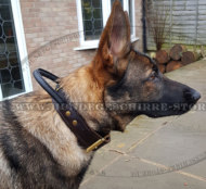 K9 Halsband für Gehorsamtraining mit Schäferhund K9 Halsband für Gehorsamtraining mit Schäferhund