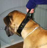 K9 Halsband mit Haltegriff für Dogge Hund K9 Halsband mit Haltegriff für Dogge Hund