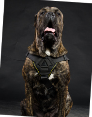 Hundegeschirr Nylon für Cane Corso | Hundesport Geschirr ➄ Hundegeschirr Nylon für Cane Corso | Hundesport Geschirr ➄