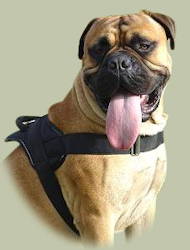 Bullmastiff K9 Hundegeschirr