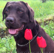 Kettenhalsband für Labrador von Herm Sprenger