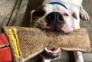 Kleine Beisswurst aus Jute für Amerikanische Bulldogge Welpen