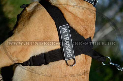 Harness for Labrador