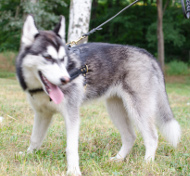 Zuggeschirr für Alaskan Malamute Hundeaktivitäten