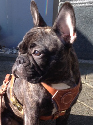 Leder Geschirr für Französische Bulldogge Bestseller