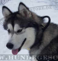 Leder Halsband mit Handschlaufe für Malamute und Laika