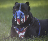 Corso Cane Hundegeschirr aus Leder, Design Geschirr "USA" Corso Cane Hundegeschirr aus Leder, Design Geschirr "USA"