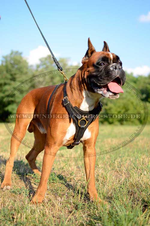 Deutscher Boxer Hunde Geschirr Leder 