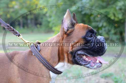 braided leather dog collar German boxer 