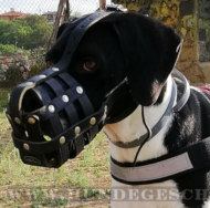 Leder Maulkorb für Deutsche Doggen kaufen günstig