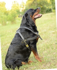 Leather Harness for Rottweiler | Weightpulling Harness K9