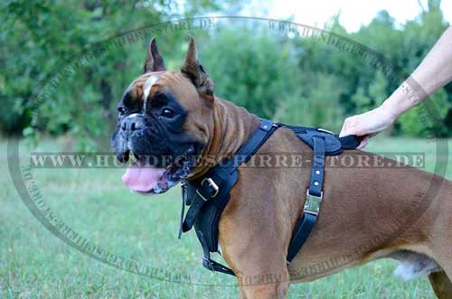 Tracking Dog Harness 