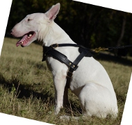 /images/Ledergeschirr-fuer-Bullterrier-geschirr-zugarbeit.JPG