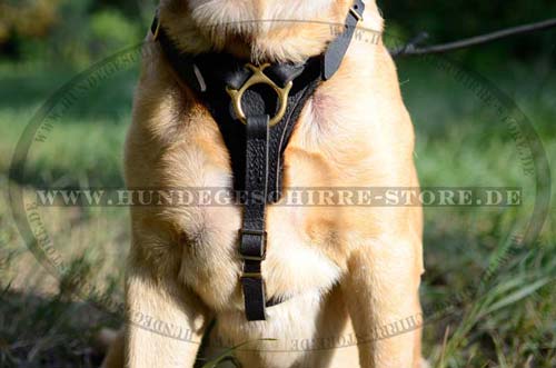 Labrador Training and  Walking Leather Harness with Padding