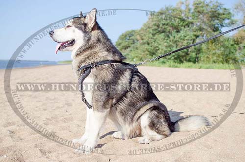 Alaskan Malamute Brustgeschirr Spikes