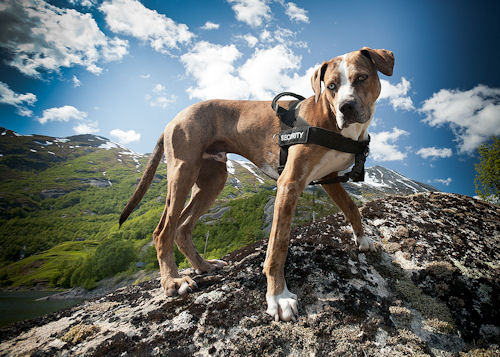 Catahoula Hundegeschirr aus Nylon