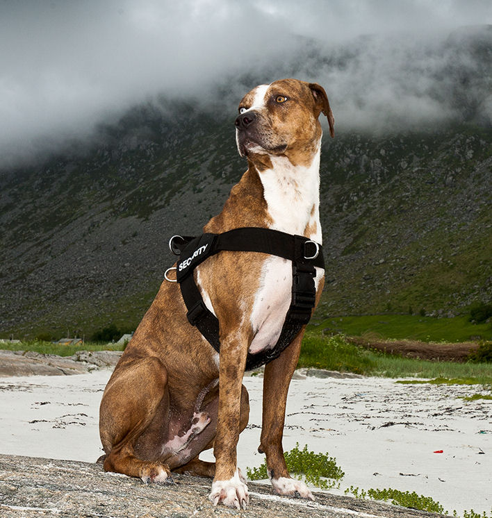 Catahoula dog nylon  harness DE