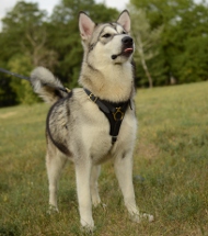 Harness Leather malamute